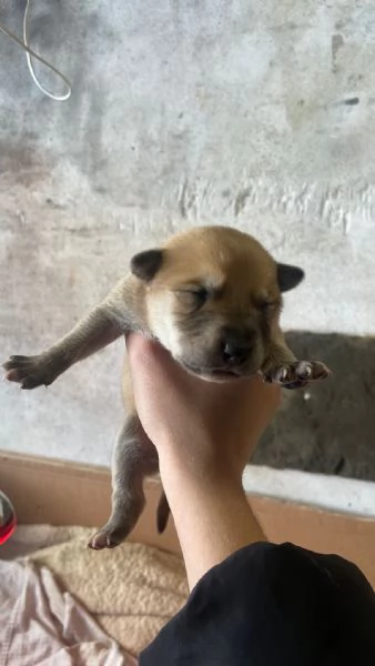 REGALO Cuccioli cane  | Foto 3