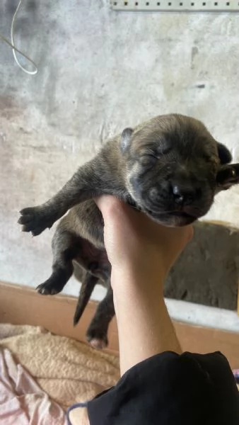 REGALO Cuccioli cane  | Foto 2