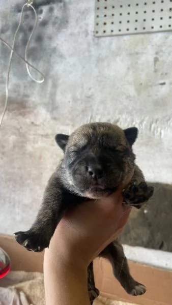 REGALO Cuccioli cane  | Foto 1