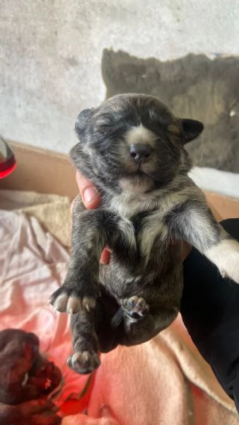 REGALO Cuccioli cane  | Foto 0