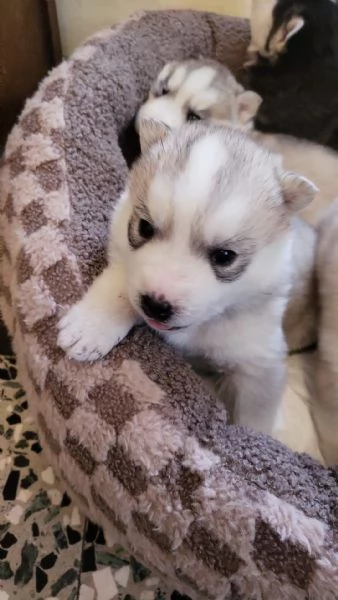 Cuccioli di Siberian Husky con pedigree Enci | Foto 1