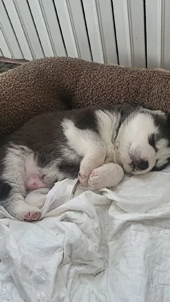 Cuccioli di Siberian Husky con pedigree Enci | Foto 0