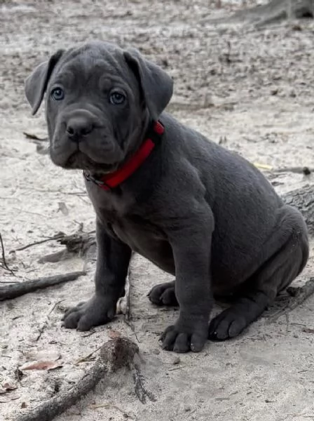 cucciolo in adozione