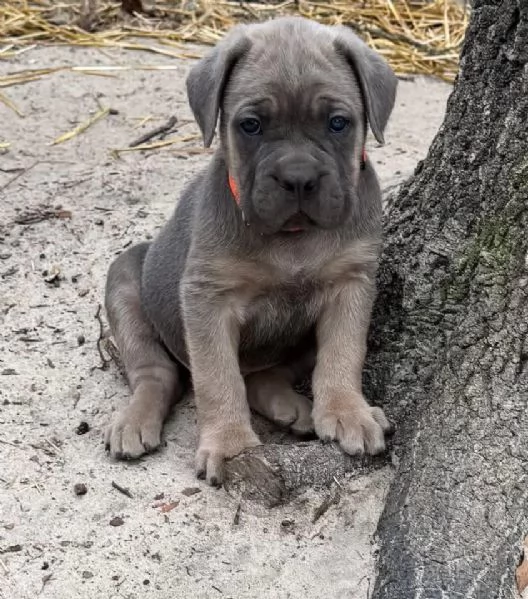 cucciolo in adozione | Foto 0