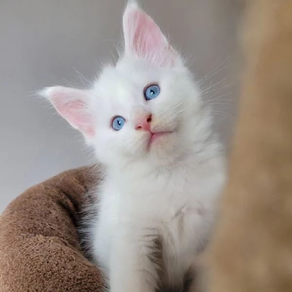 Gattini maine coon disponible