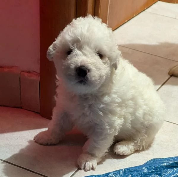 Cuccioli maremmani | Foto 6