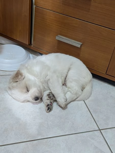 Cuccioli maremmani | Foto 5