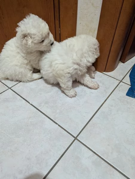 Cuccioli maremmani | Foto 4