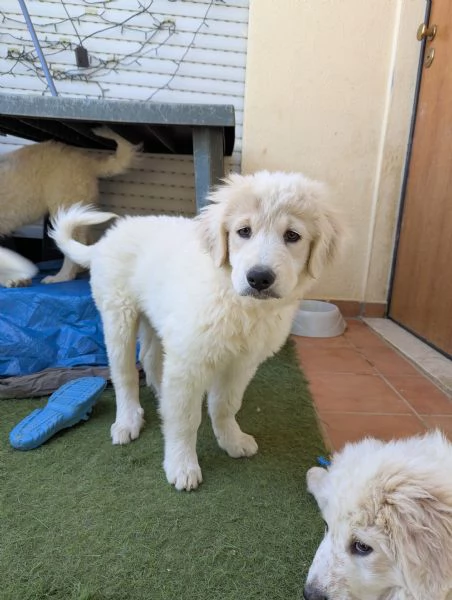 Cuccioli maremmani | Foto 4