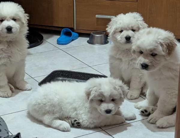 Cuccioli maremmani | Foto 3