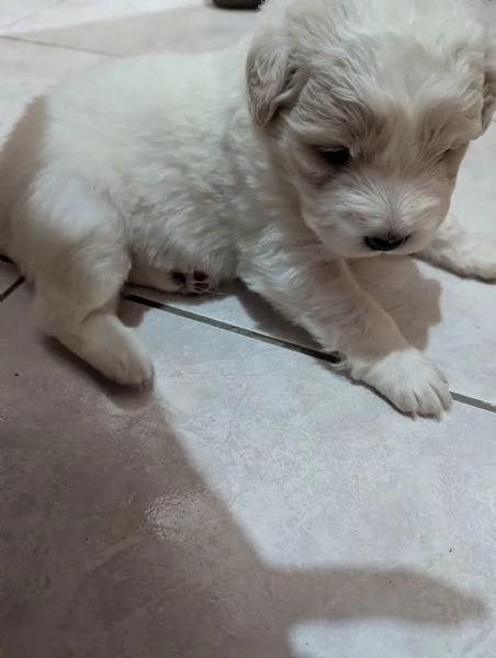 Cuccioli maremmani | Foto 2