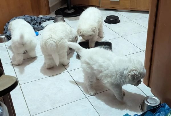 Cuccioli maremmani | Foto 1