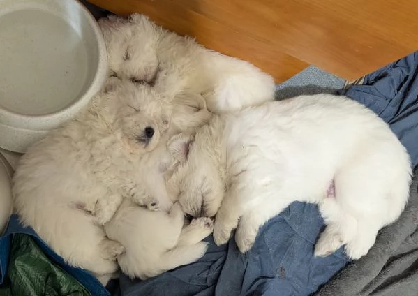 Cuccioli maremmani | Foto 0