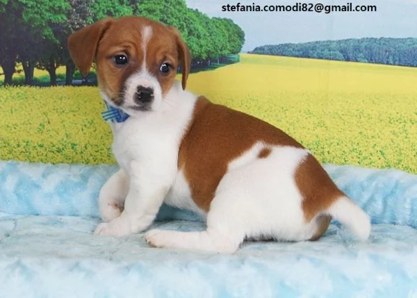  Jack Russell Terrier Cucciola di Jack Russell Terrier di 3 mesi e mezzo genitori visibili con libr