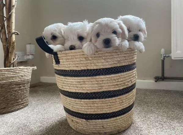 Cuccioli di maltese disponibili