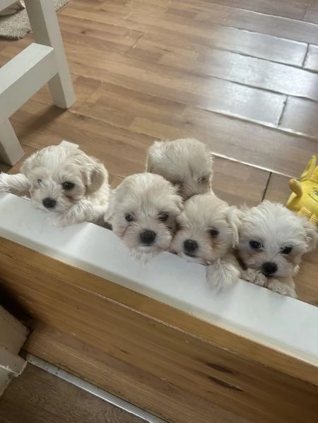 Cuccioli di maltese disponibili | Foto 0