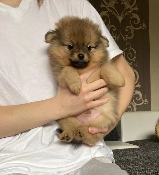 Pomerania maschio e femmina | Foto 2