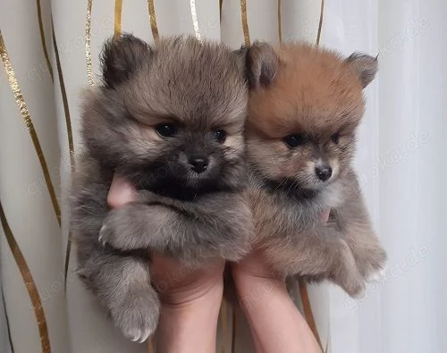 Pomerania maschio e femmina