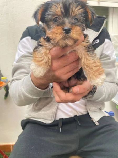 Cuccioli Yorkshire Terrier disponibili