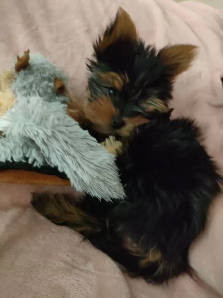 Cuccioli Yorkshire Terrier disponibili | Foto 4