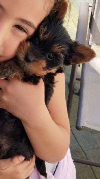 Cuccioli Yorkshire Terrier disponibili | Foto 3