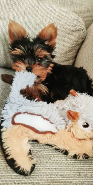 Cuccioli Yorkshire Terrier disponibili | Foto 2