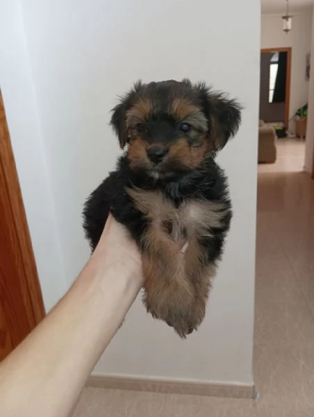 Cuccioli Yorkshire Terrier disponibili | Foto 1