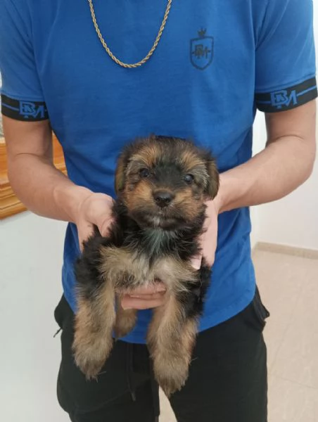 Cuccioli Yorkshire Terrier disponibili | Foto 0