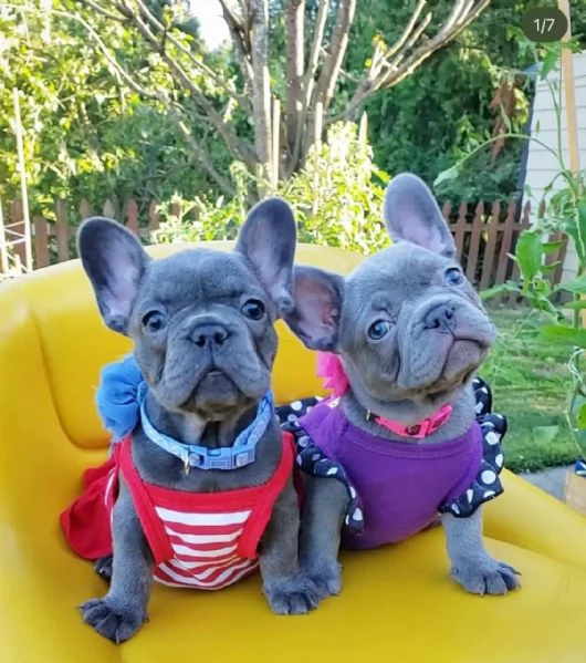 Splendidi cuccioli di Bouledogue francese | Foto 3