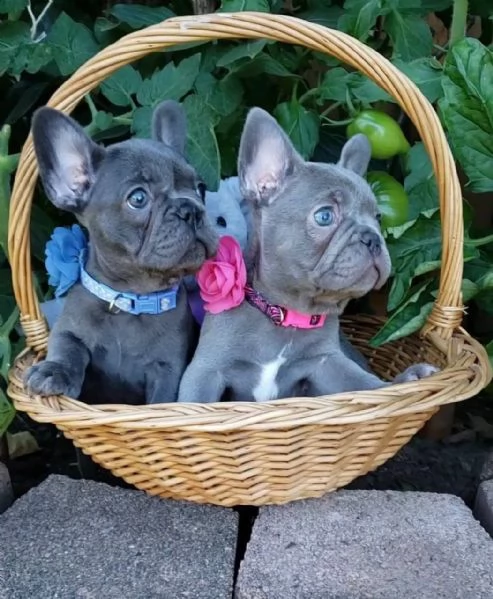 Splendidi cuccioli di Bouledogue francese | Foto 1