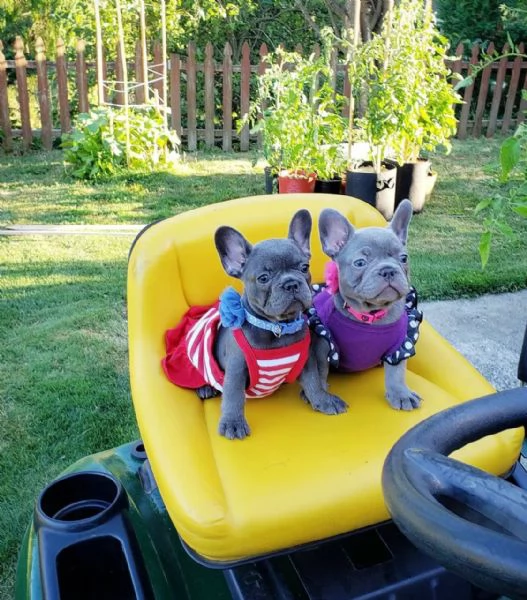 Splendidi cuccioli di Bouledogue francese | Foto 0