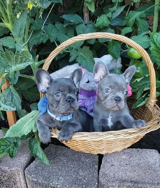 Splendidi cuccioli di Bouledogue francese