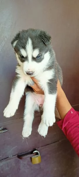Cuccioli siberian husky | Foto 1