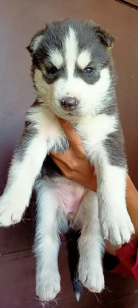Cuccioli siberian husky | Foto 0