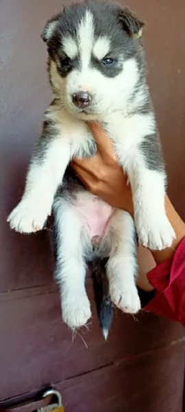 Cuccioli siberian husky