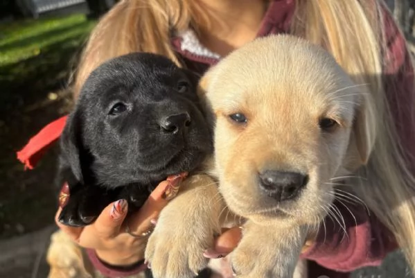Cuccioli Labrador | Foto 2