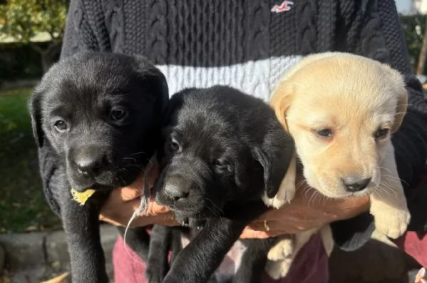 Cuccioli Labrador | Foto 1