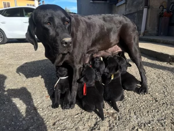 Cuccioli Labrador