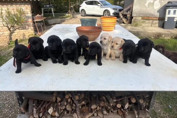 Cuccioli Labrador | Foto 0