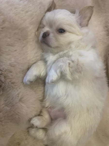 Cucciolo di chiuauaua 