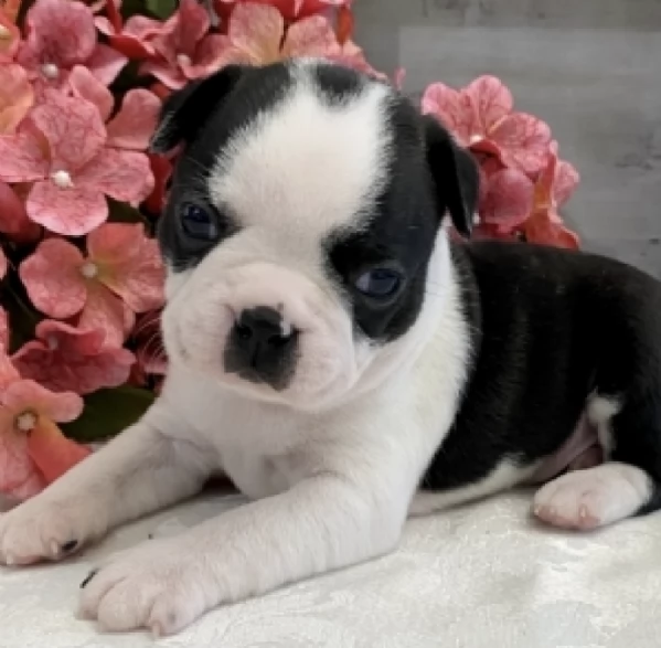 Regalo Boston Terrier