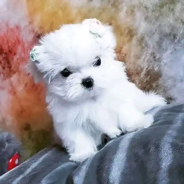 Cuccioli di razza Maltese Toy | Foto 0
