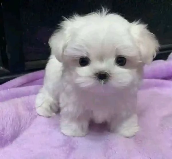 Cuccioli Maltesi maschio e femmina | Foto 0