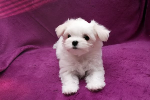 CUCCIOLI MALTESE TOY | Foto 0