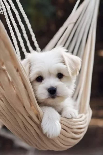 DUE MALTESE CUCCIOLI