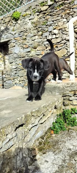 Regaliamo cucciolone 