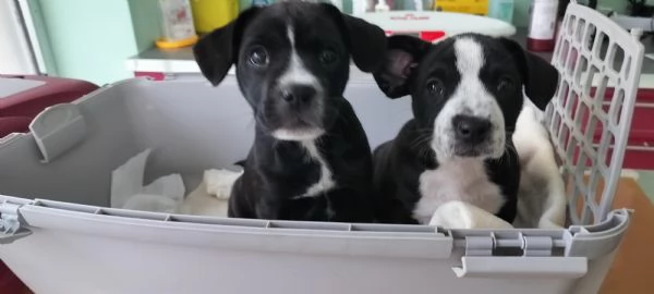 Regaliamo cucciolone  | Foto 4