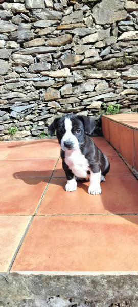 Regaliamo cucciolone  | Foto 2