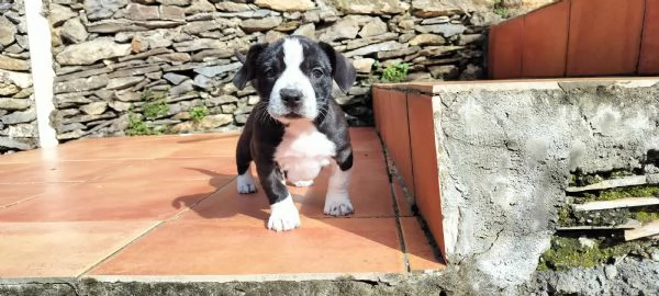 Regaliamo cucciolone  | Foto 1