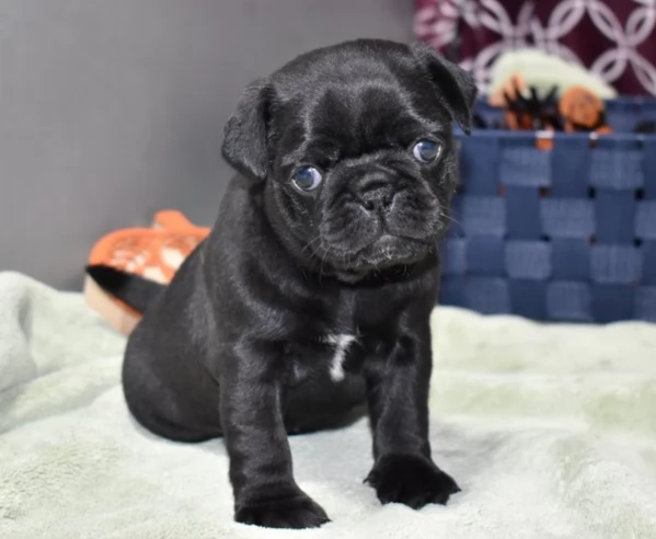 Cuccioli di Carlinii